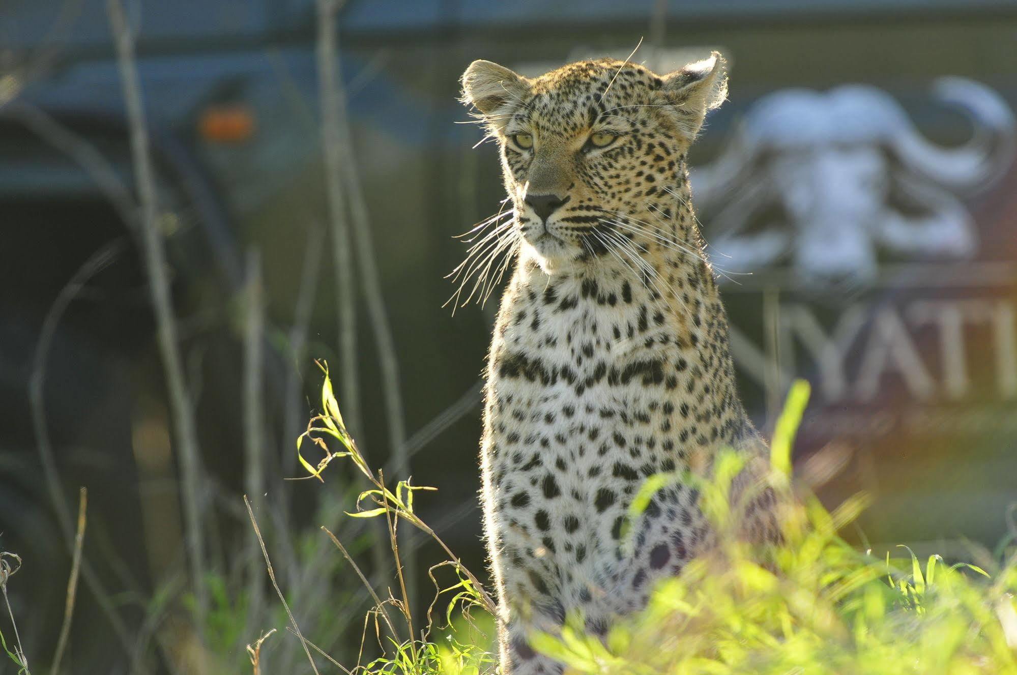 Inyati Game Lodge Metsi 外观 照片