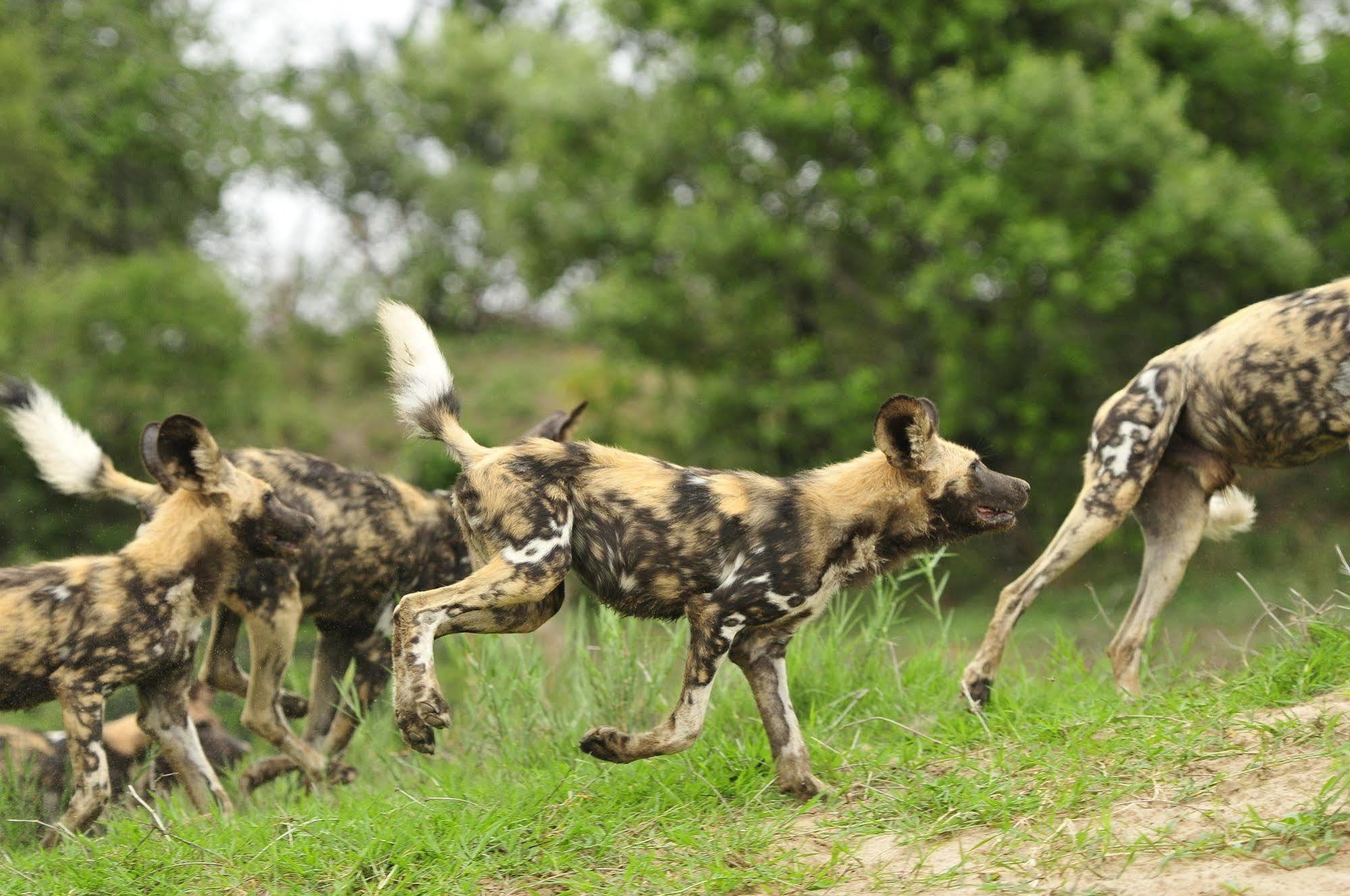 Inyati Game Lodge Metsi 外观 照片