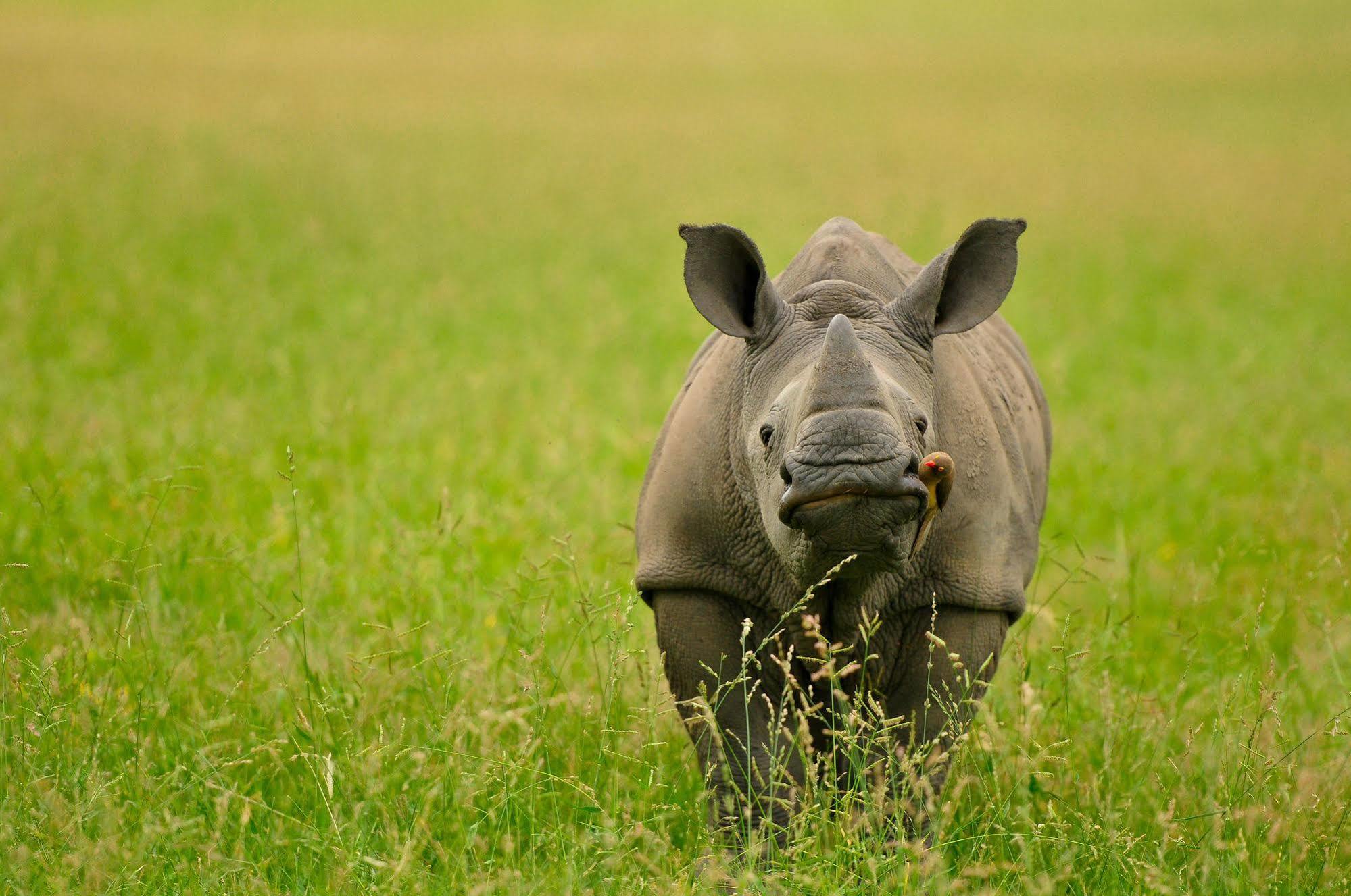 Inyati Game Lodge Metsi 外观 照片