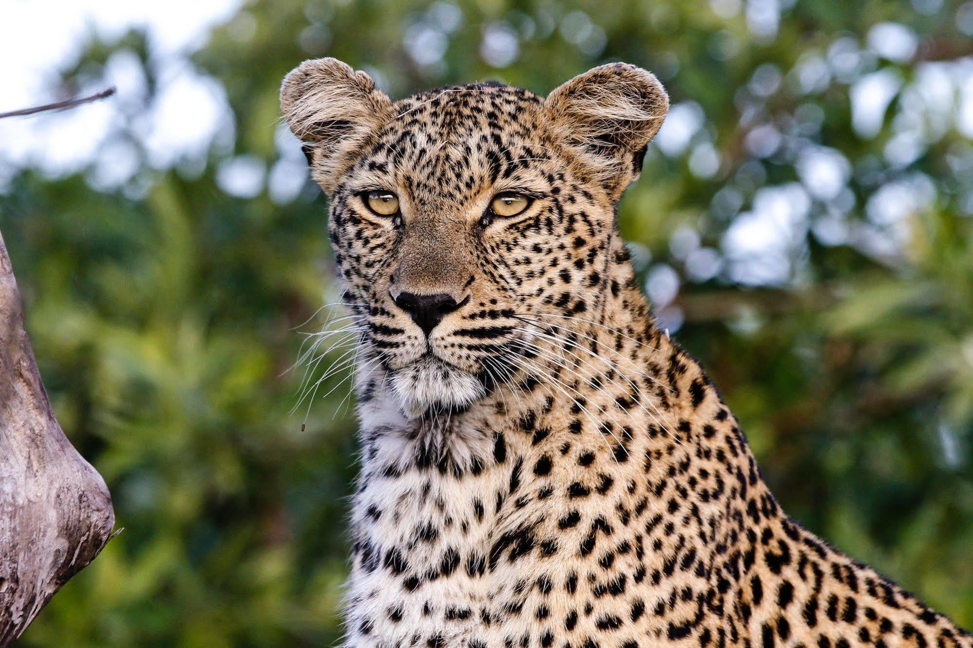 Inyati Game Lodge Metsi 外观 照片